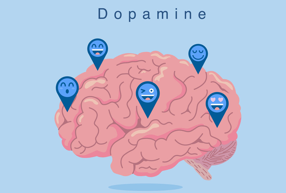 Dopamine, the pleasure chemical in your brain