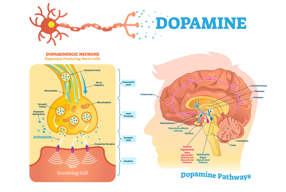 dopamine receptor cells